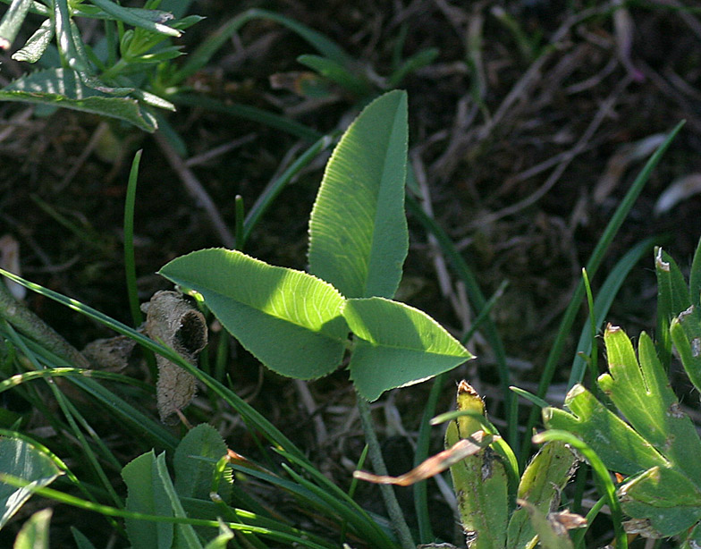 Trifolium montanum subsp. rupestre / Trifoglio rupestre